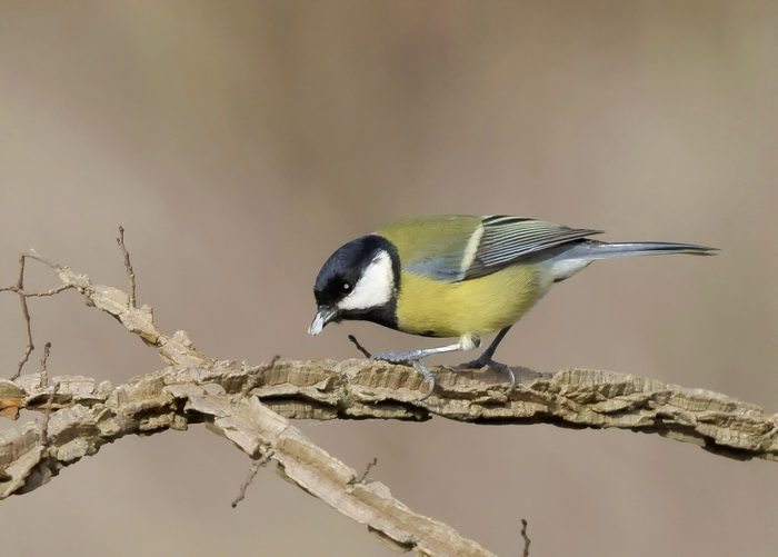 Cinciallegra  - Parus major